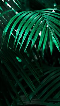 Best Botanical garden iPhone HD Wallpapers - iLikeWallpaper