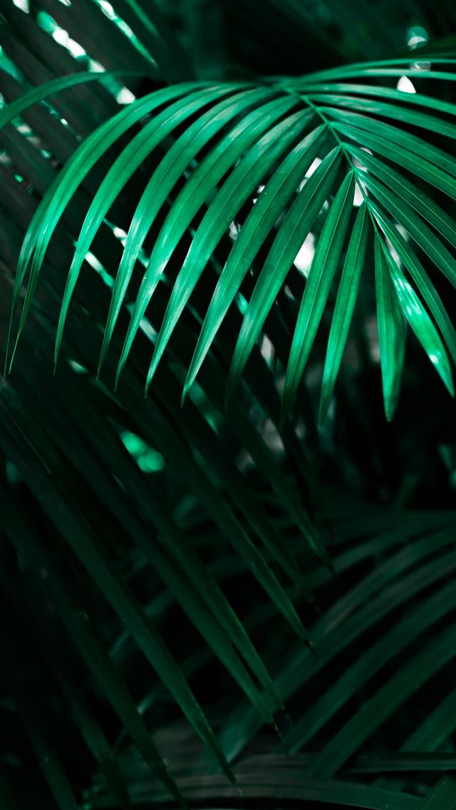 640x1136 green linear leafed plant - denmark iPhone Wallpaper