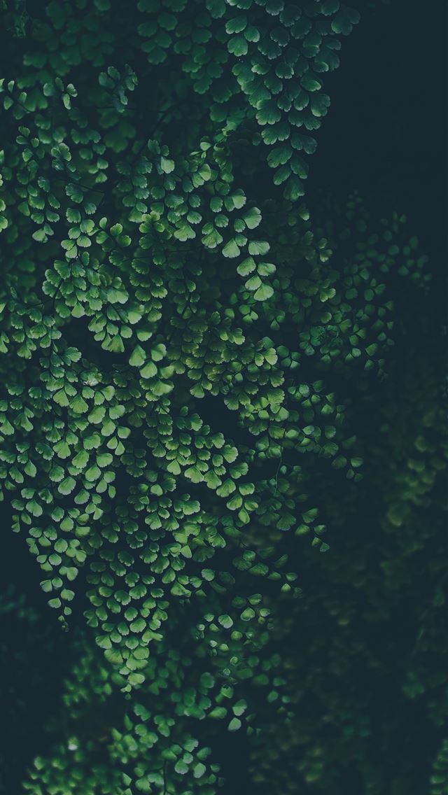 640x1136 green leaf plant - green iPhone Wallpaper
