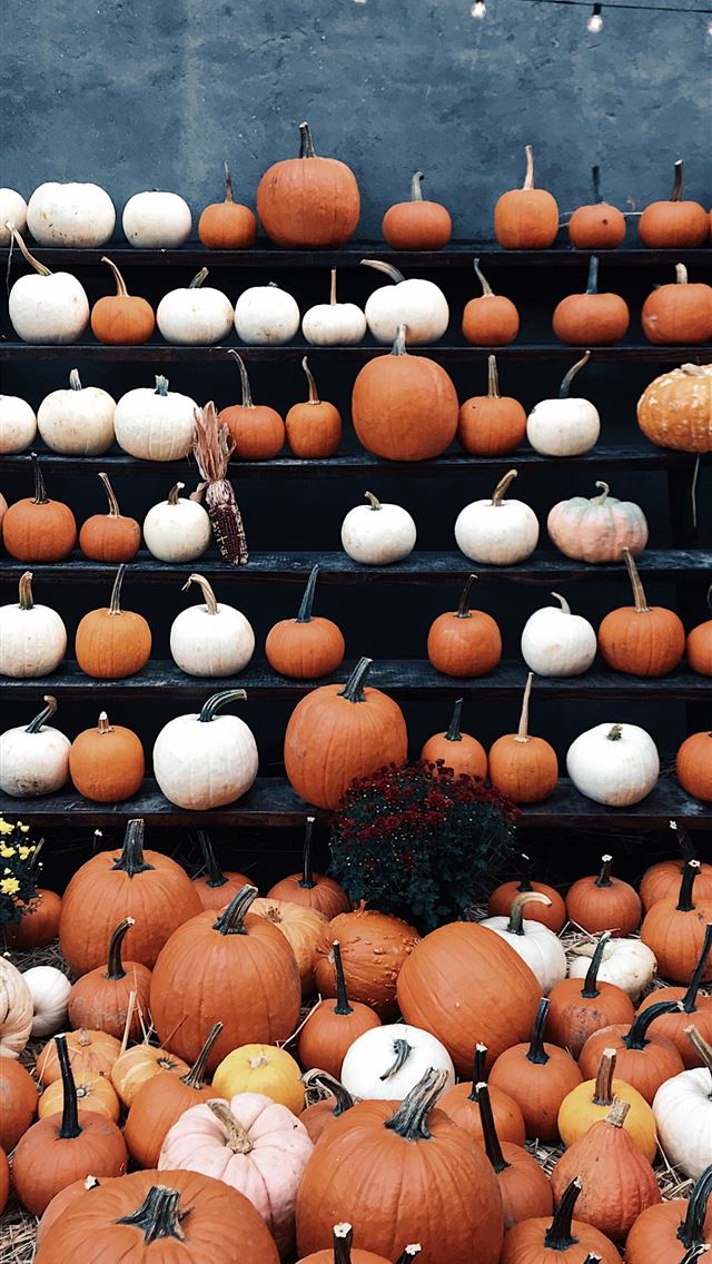 640x1136 round brown and white decor lot - pumpkin iPhone Wallpaper