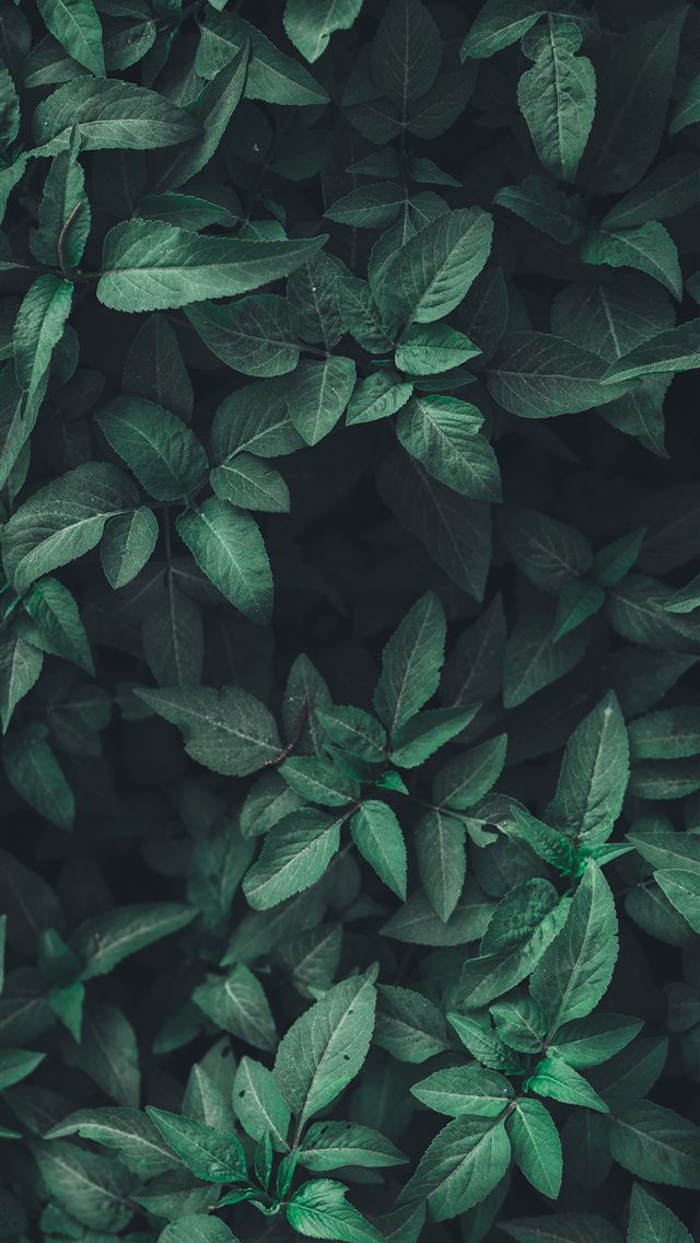 640x1136 green leaf plants - green iPhone Wallpaper