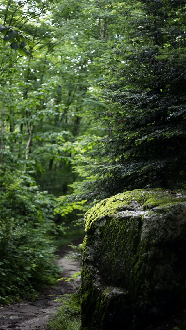 640x1136 green trees in forest - woods iPhone Wallpaper