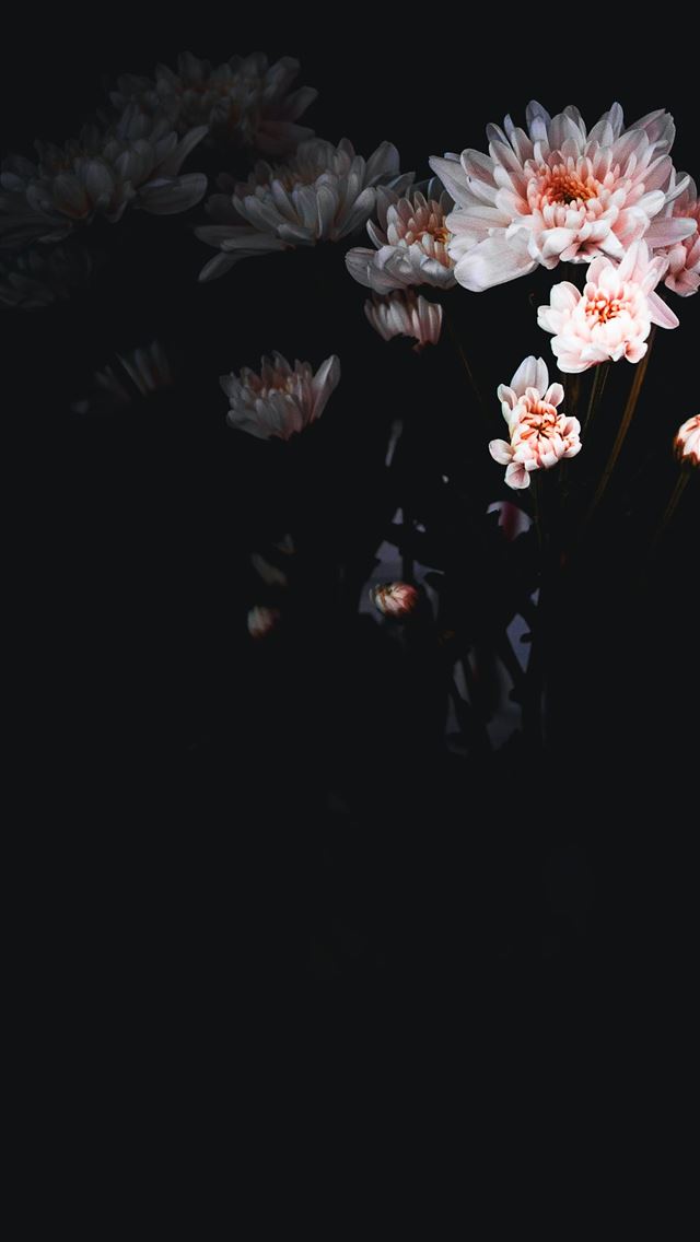 640x1136 white petaled flower - pink iPhone Wallpaper