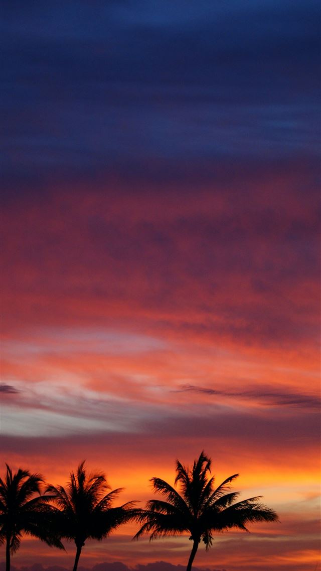 640x1136 several trees during sunset - mexico iPhone Wallpaper