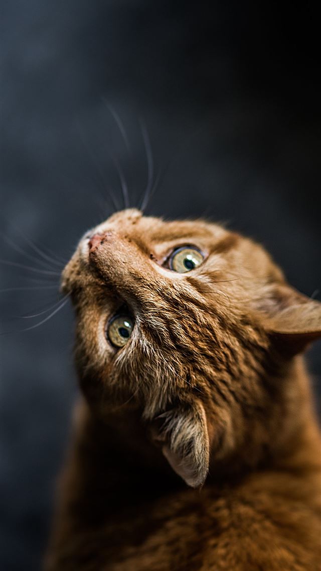 640x1136 selective focus and low angle photography of orang... - cat iPhone Wallpaper