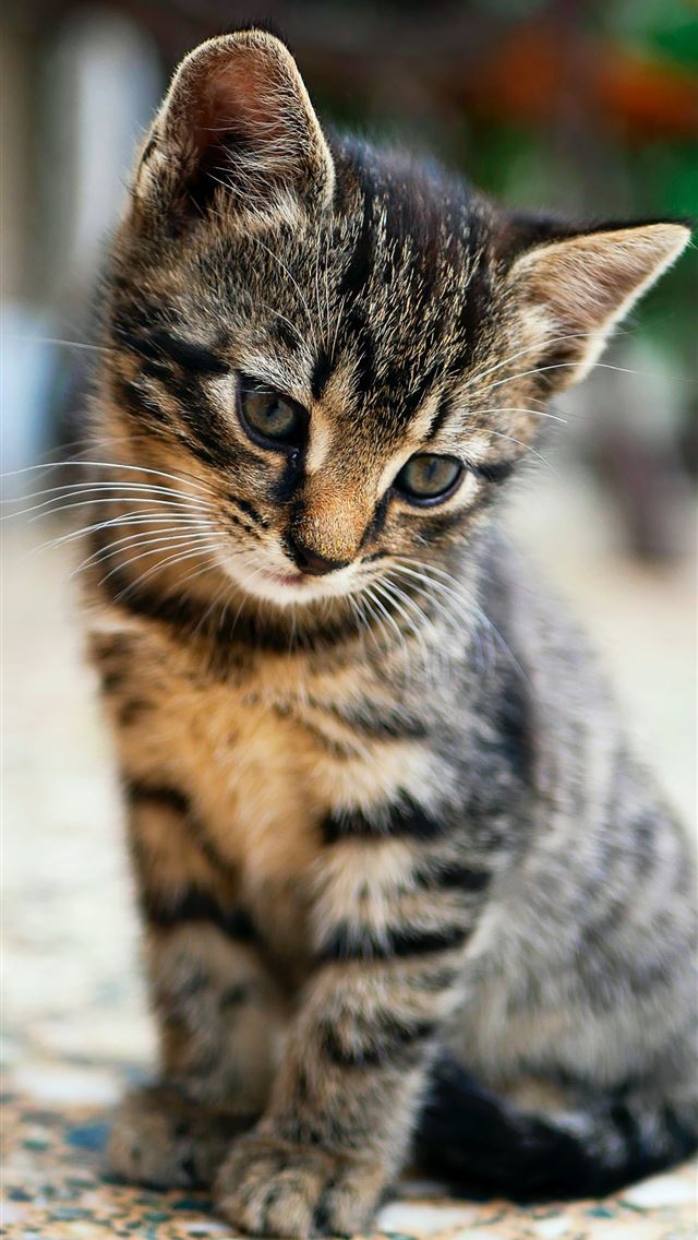 640x1136 brown tabby kitten sitting on floor - animal iPhone Wallpaper