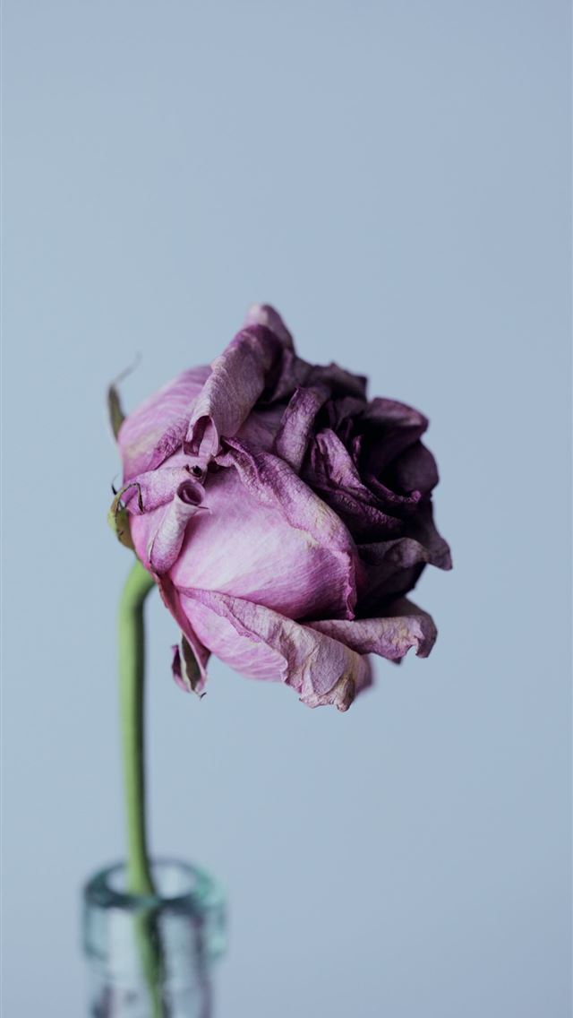640x1136 purple petal flower and clear glass vase - ogden iPhone Wallpaper
