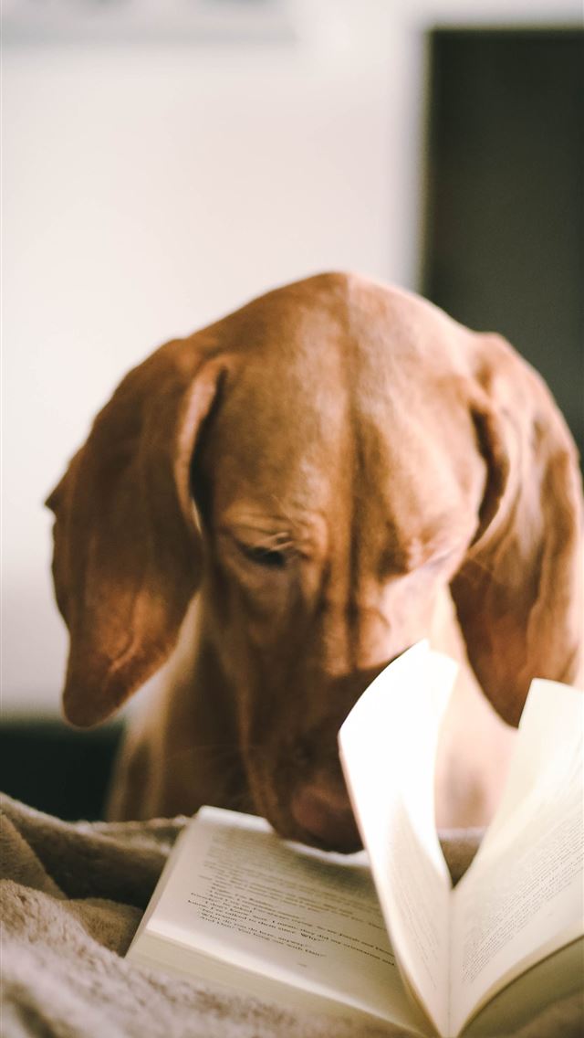 640x1136 dog reading book during daytime - dog iPhone Wallpaper