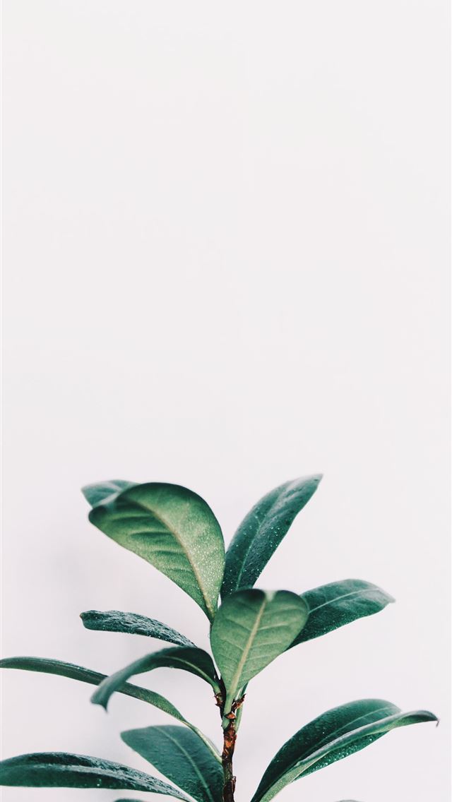 640x1136 green leafed plant closeup photo - green iPhone Wallpaper