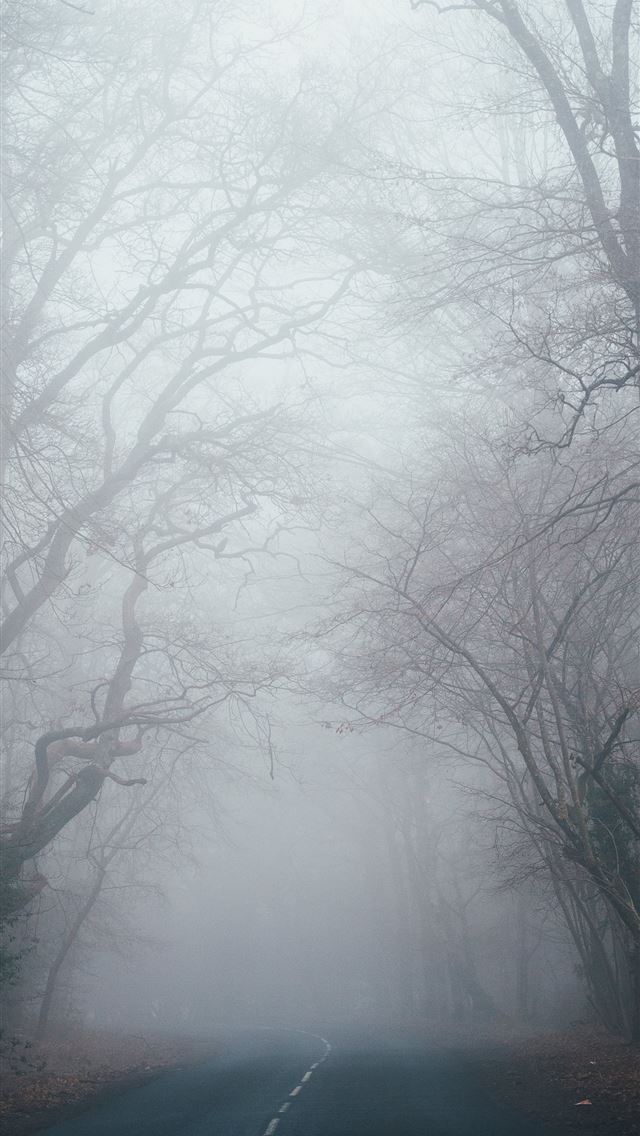 640x1136 bare tree between road - united kingdom iPhone Wallpaper
