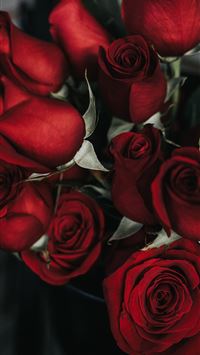 red roses wallpaper