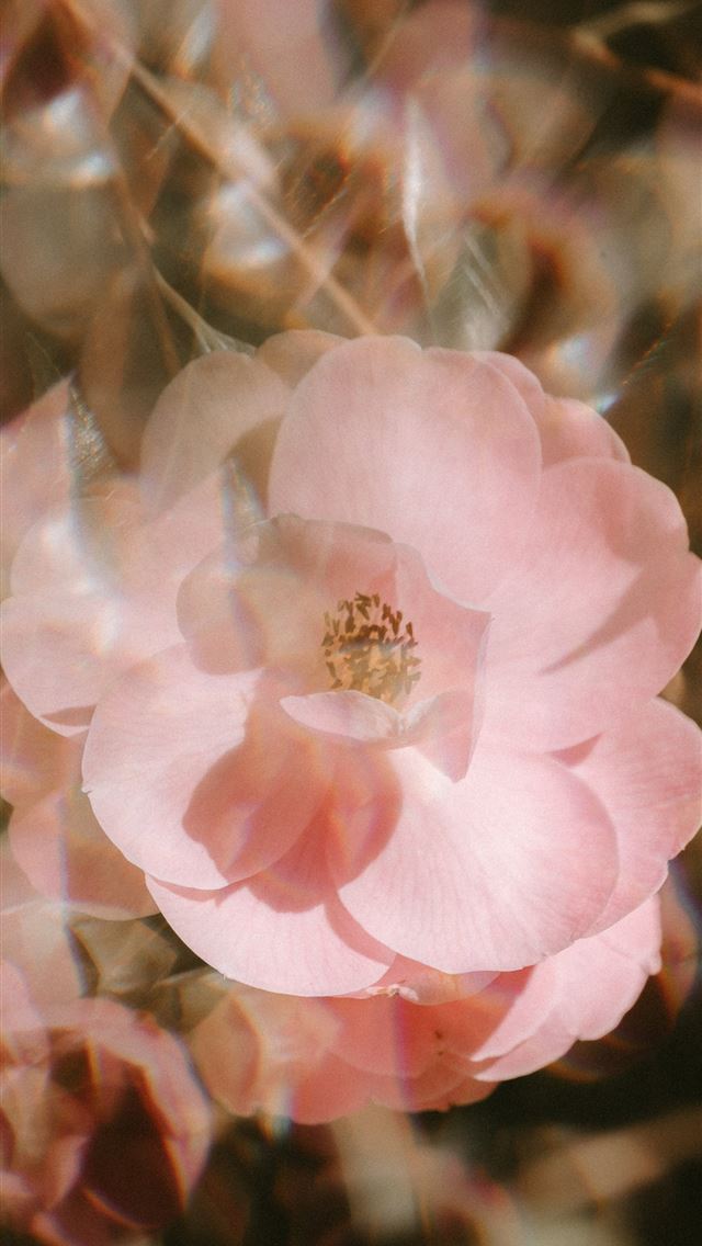 640x1136 pink flower - rose iPhone Wallpaper
