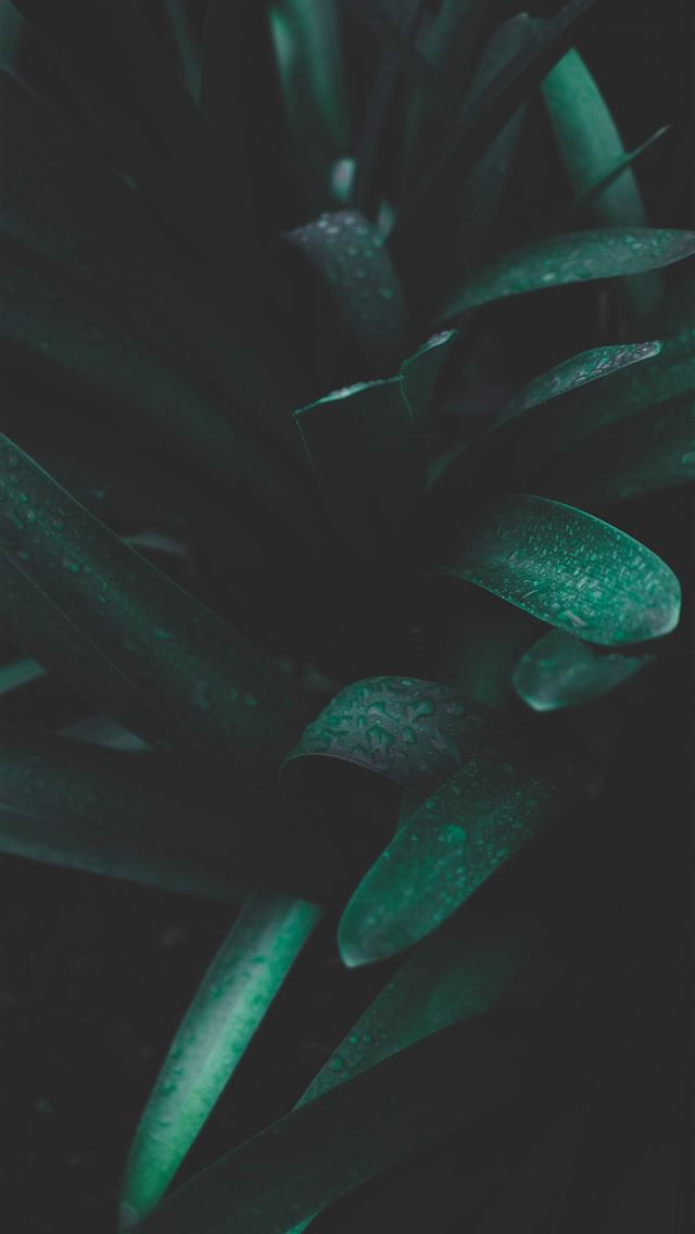 640x1136 photo of green snake plant - green iPhone Wallpaper