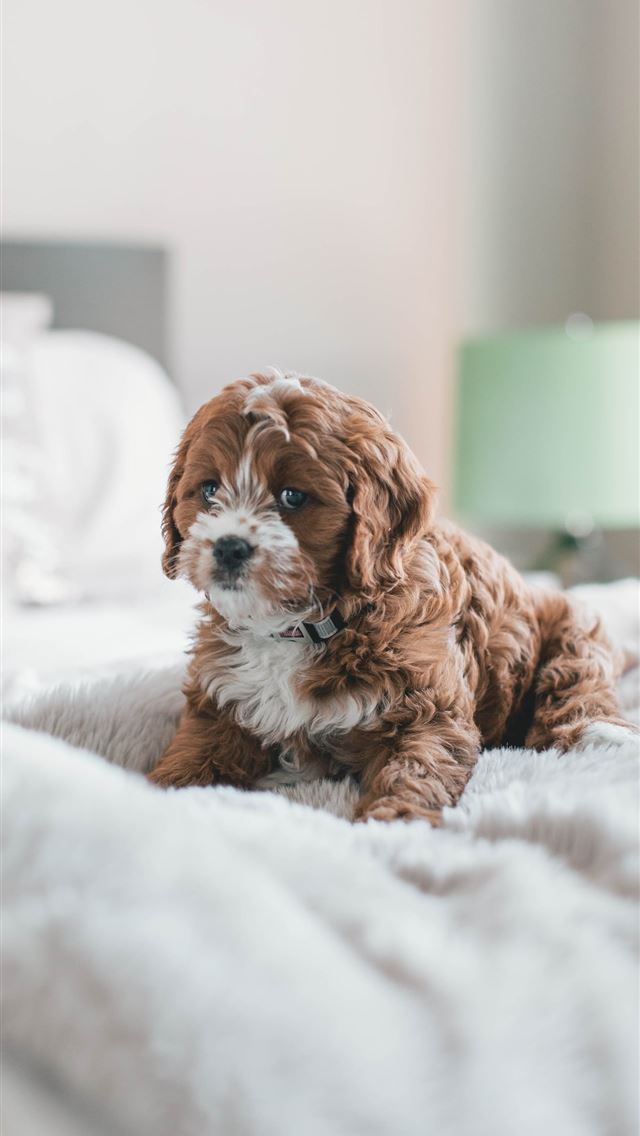 640x1136 long coated brown puppy inside room - cute iPhone Wallpaper