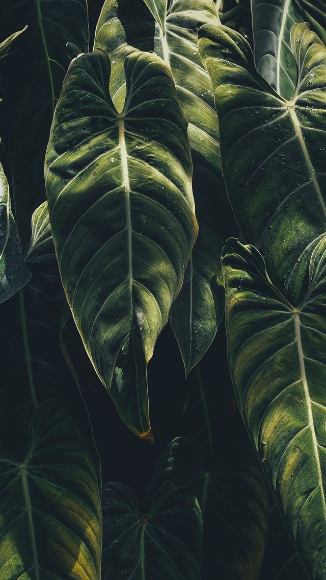 640x1136 green leaf plants - canada iPhone Wallpaper