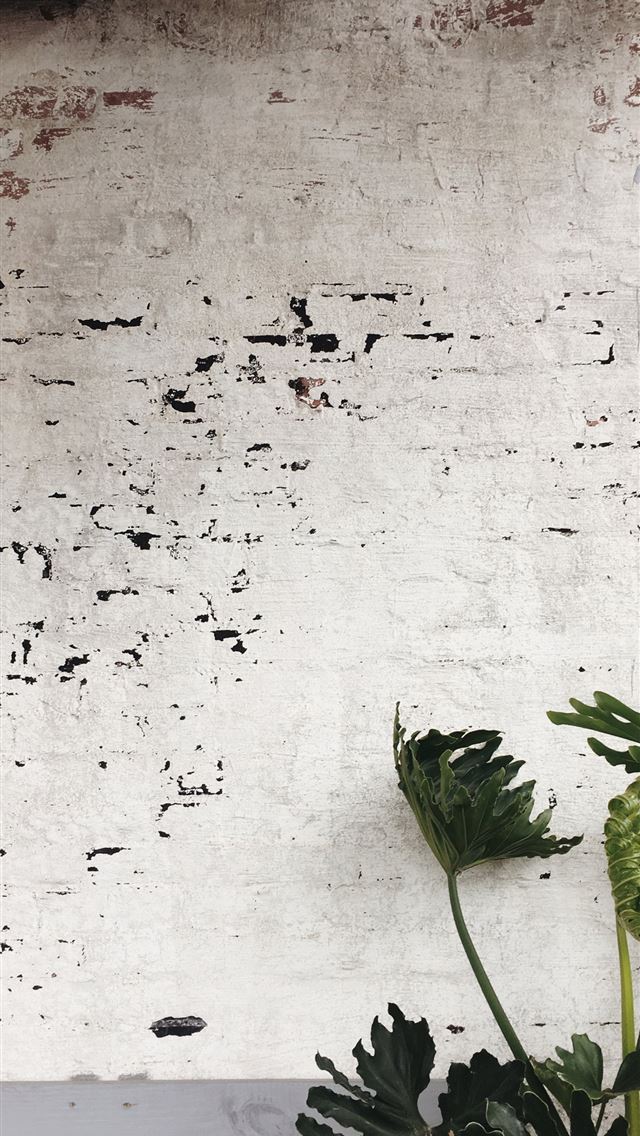 640x1136 green leaf plants - green iPhone Wallpaper