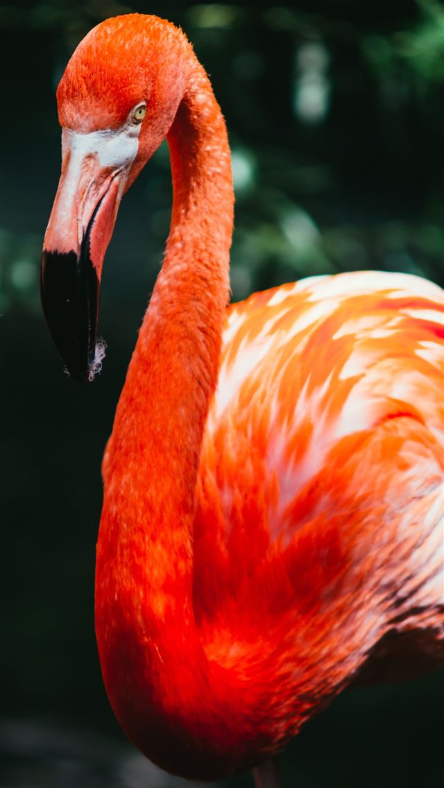 640x1136 flamingo in macro shot photography - flamingo iPhone Wallpaper