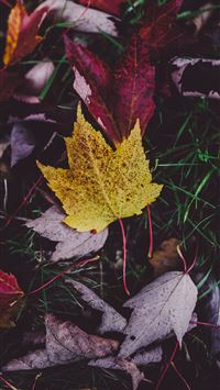 purple and yellow leaves on green grass wallpaper