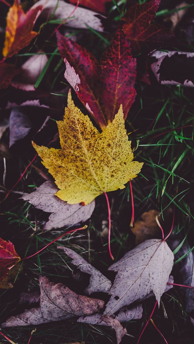 640x1136 purple and yellow leaves on green grass - united kingdom iPhone Wallpaper
