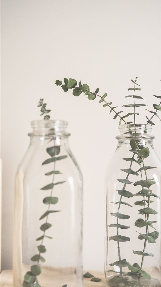 640x1136 green leafed plant on clear glass vase - simple iPhone Wallpaper