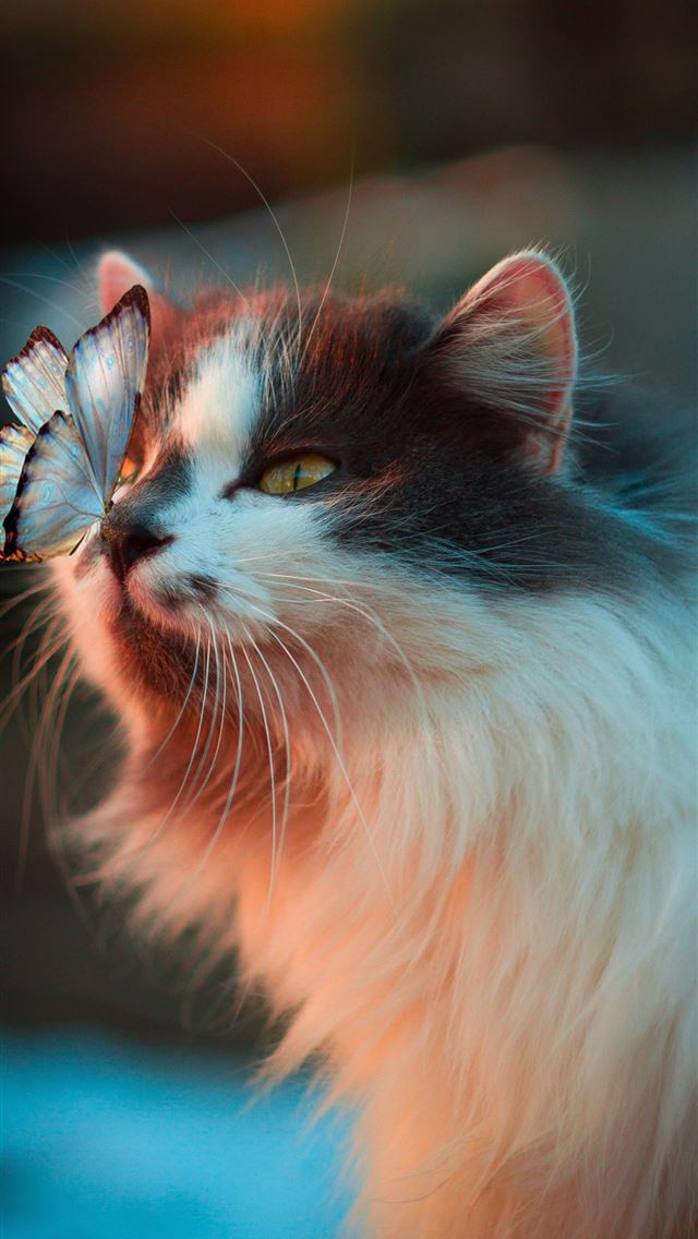640x1136 white butterfly resting on cat's nose - cute iPhone Wallpaper