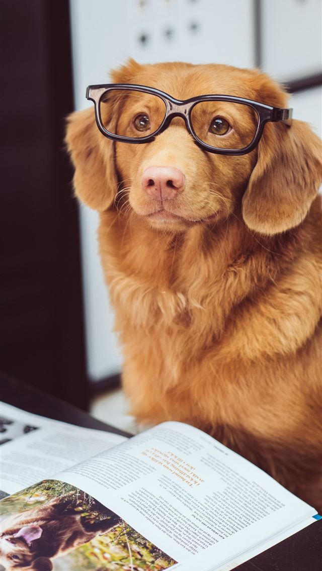 640x1136 dog sitting in front of book - cute iPhone Wallpaper
