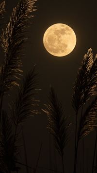 full moon wallpaper