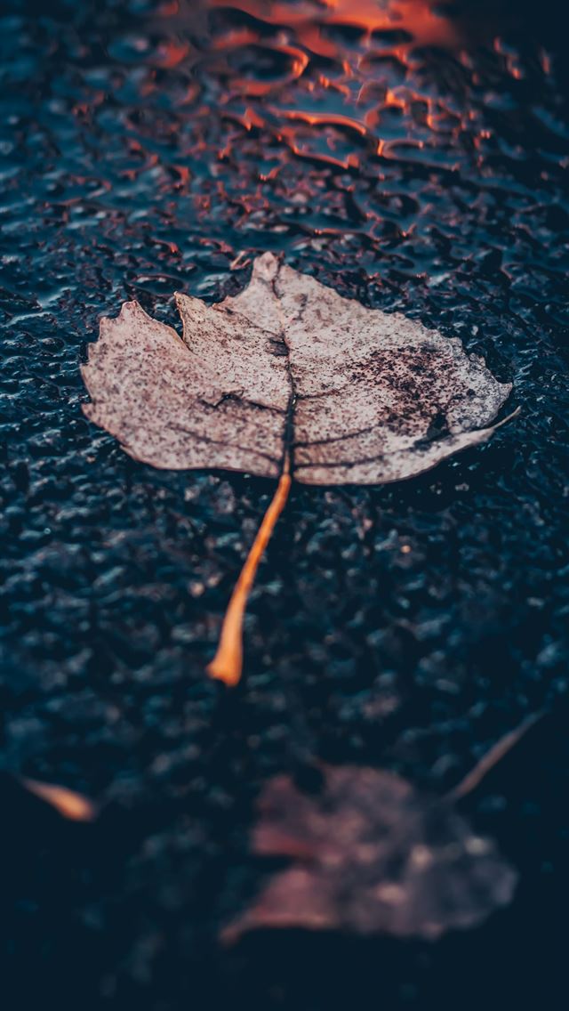 640x1136 brown leaf on asphalt road - fall iPhone Wallpaper