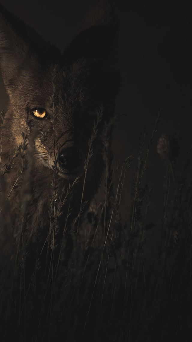 640x1136 selective focus photography of fox - autumn iPhone Wallpaper