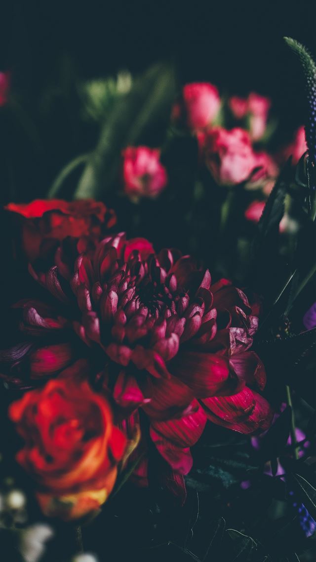 640x1136 red and pink flowers - floral iPhone Wallpaper