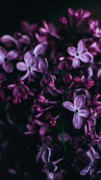 purple flowers wallpaper