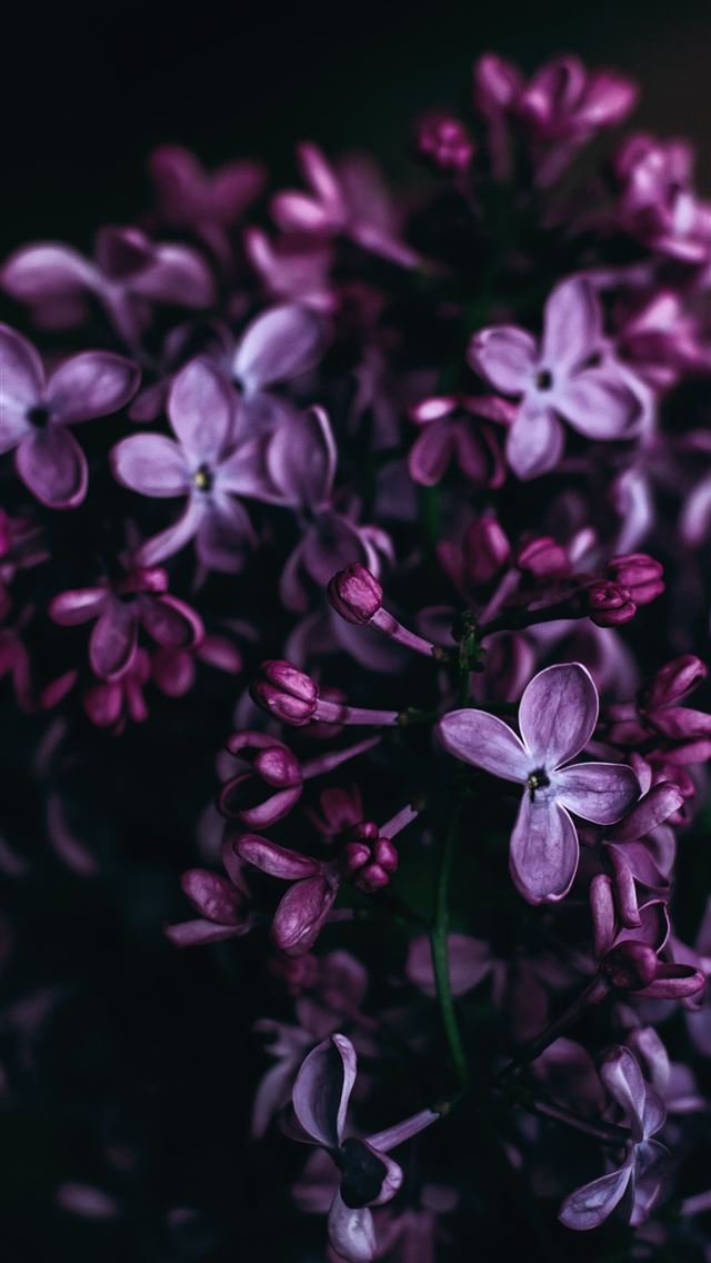 640x1136 purple flowers - ukraine iPhone Wallpaper