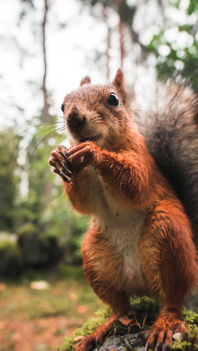 640x1136 wildlife photography of brown squirrel - finland iPhone Wallpaper