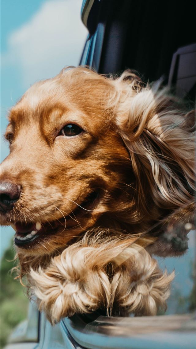 640x1136 golden retriever inside car - cute iPhone Wallpaper