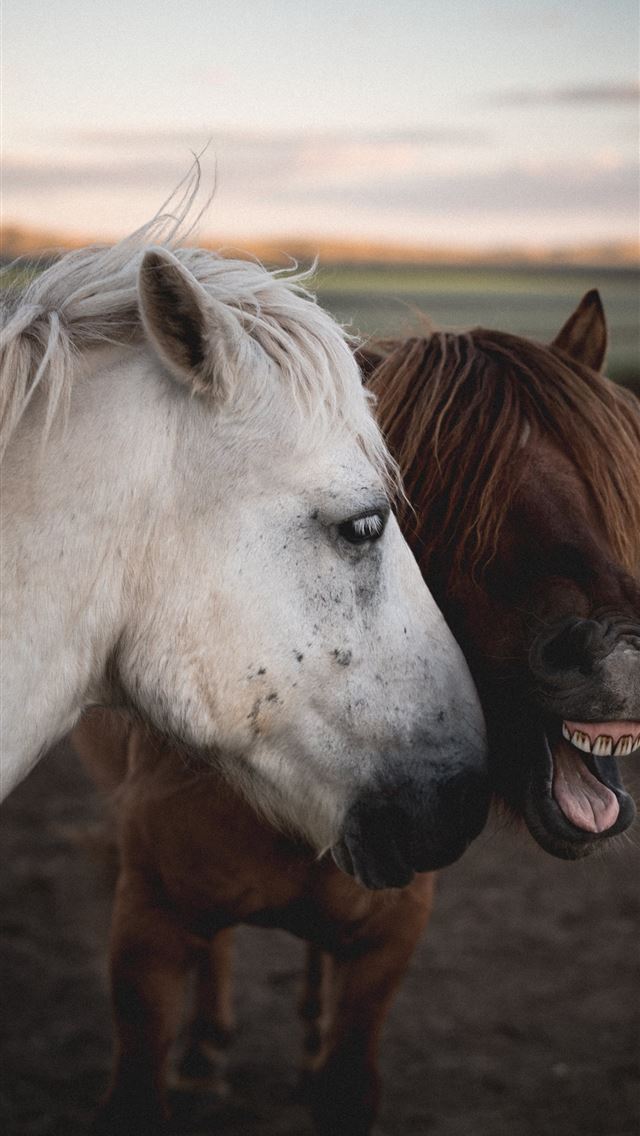 640x1136 two brown and white horses - mongolia iPhone Wallpaper