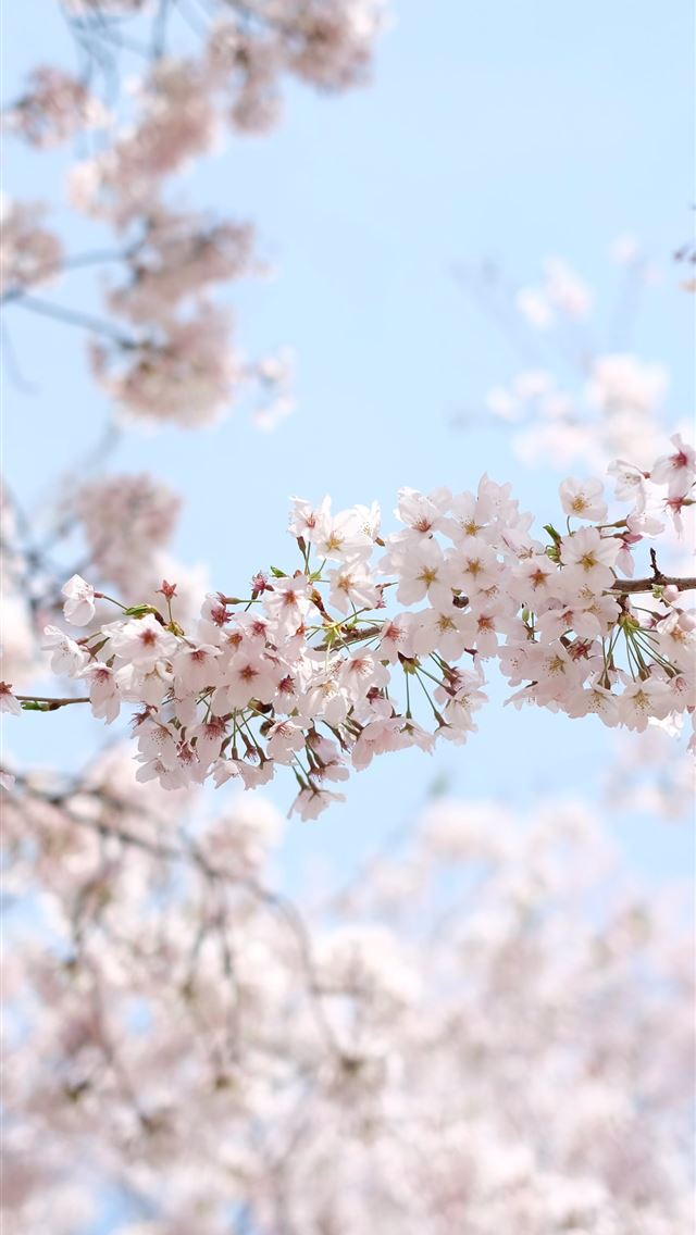 640x1136 white cherry blossom under clear blue sky during d... - south korea iPhone Wallpaper