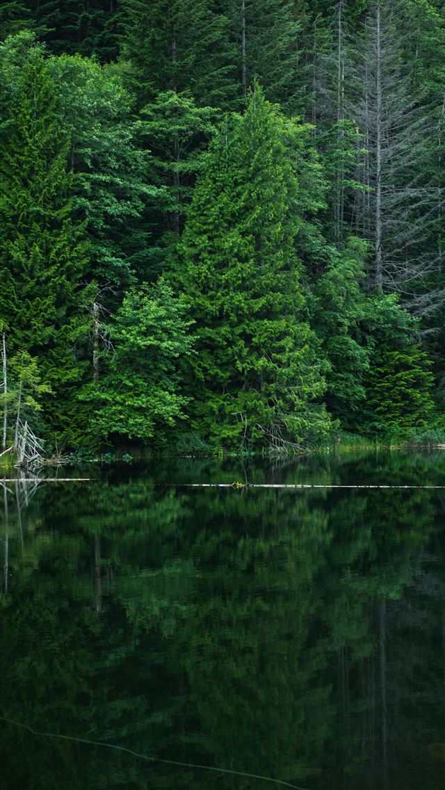 640x1136 grey calm body of water near green leaf trees at d... - canada iPhone Wallpaper