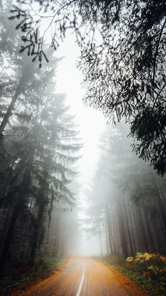 640x1136 road in woods with fogs overhead at daytime - serbia iPhone Wallpaper