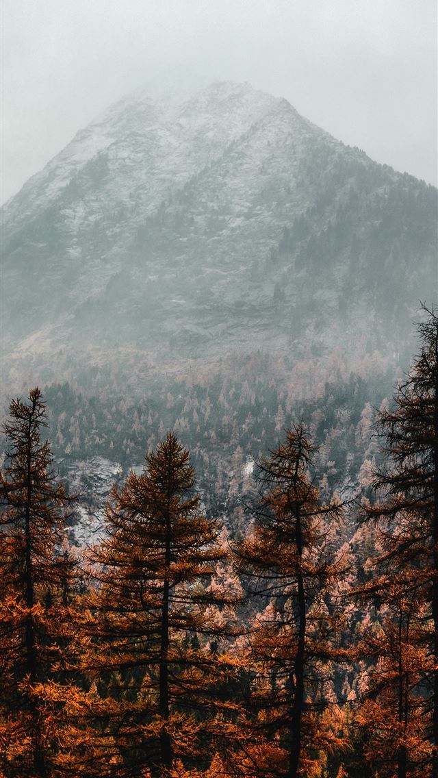 640x1136 brown pine trees near mountain covered with fog - fall iPhone Wallpaper