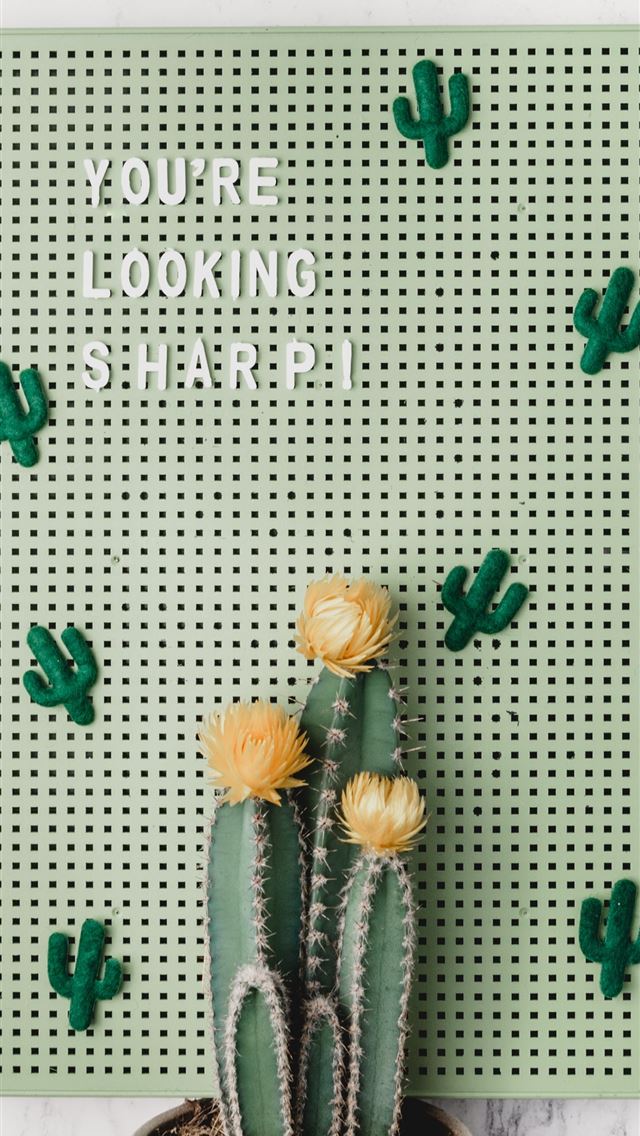 640x1136 green wall decor behind green cactus in pot - thornbury iPhone Wallpaper