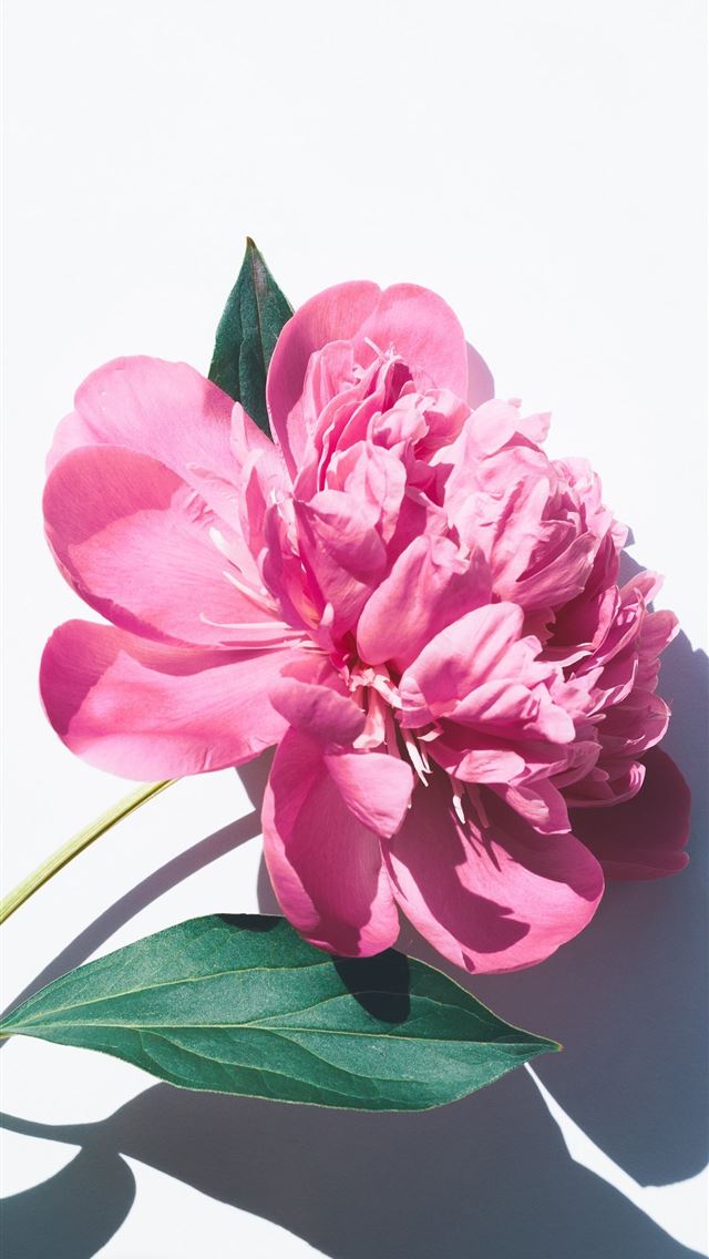 640x1136 photo of pink petaled flowers - ukraine iPhone Wallpaper