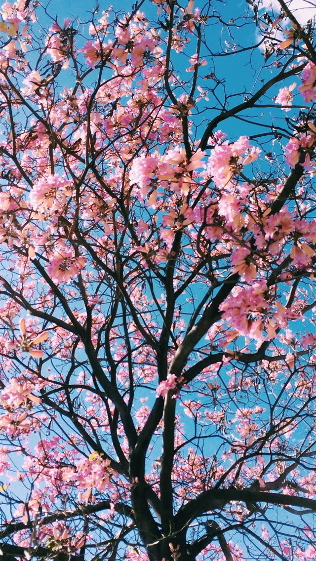 640x1136 pink petaled flowering tree - los angeles iPhone Wallpaper