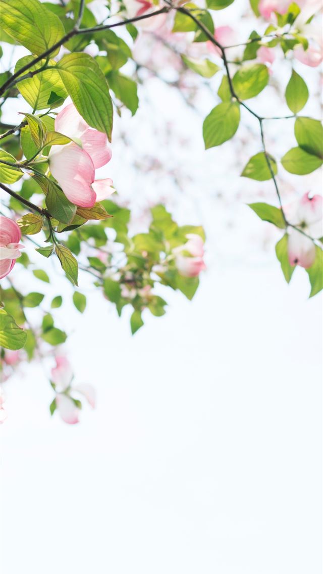 640x1136 shallow focus photography of tree with pink flower... - pink iPhone Wallpaper