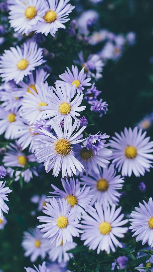 640x1136 white petaled flowers closeup photography - purple iPhone Wallpaper