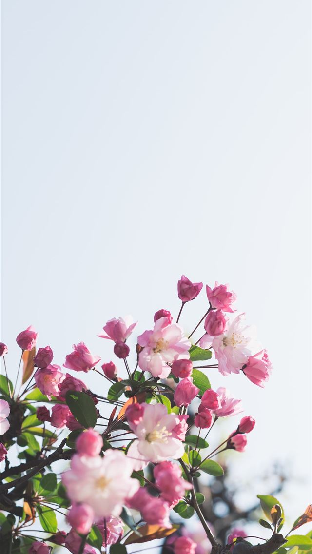 white and pink flowers iPhone wallpaper 