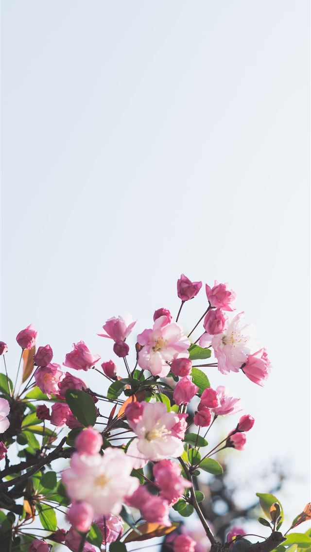 640x1136 white and pink flowers - spring iPhone Wallpaper
