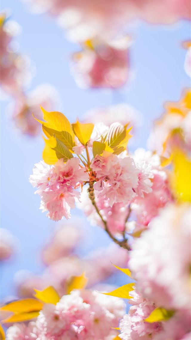 640x1136 pink cherry blossom tree during daytime - france iPhone Wallpaper