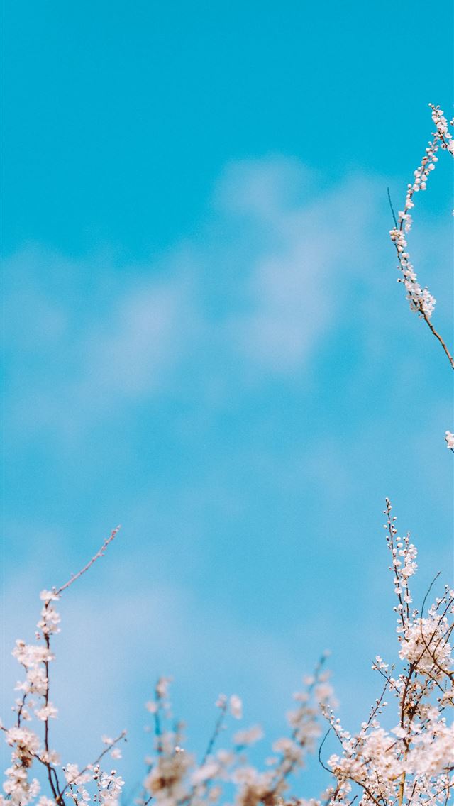 640x1136 selective focus photography of white flowers - spring iPhone Wallpaper