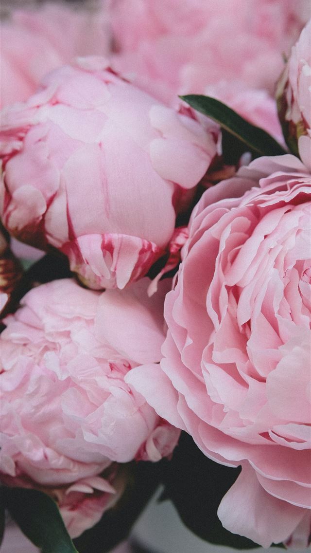 640x1136 selective focus photography of pink petaled flower - france iPhone Wallpaper