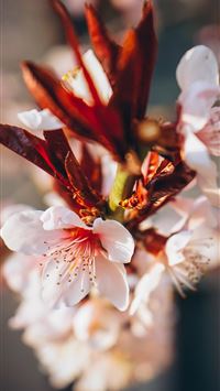 closeup photography of white and red petaled flowe... wallpaper